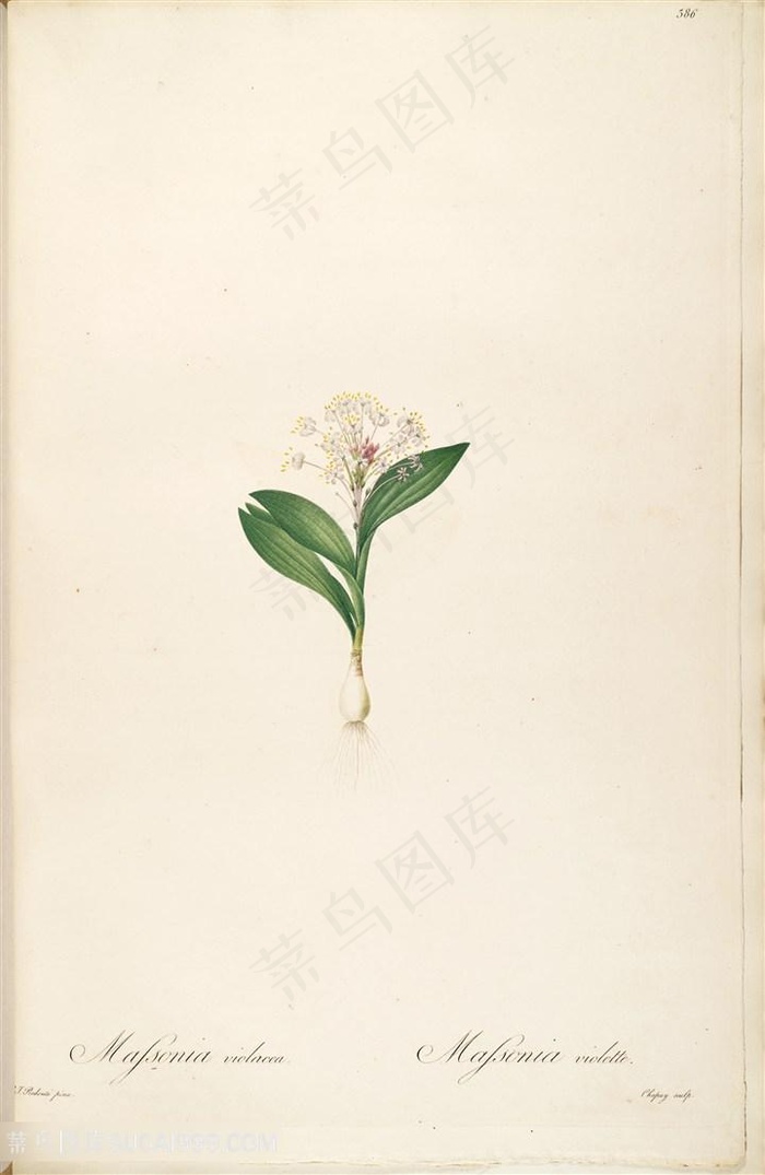 雷杜德原版高清唯美花草图谱插画素材