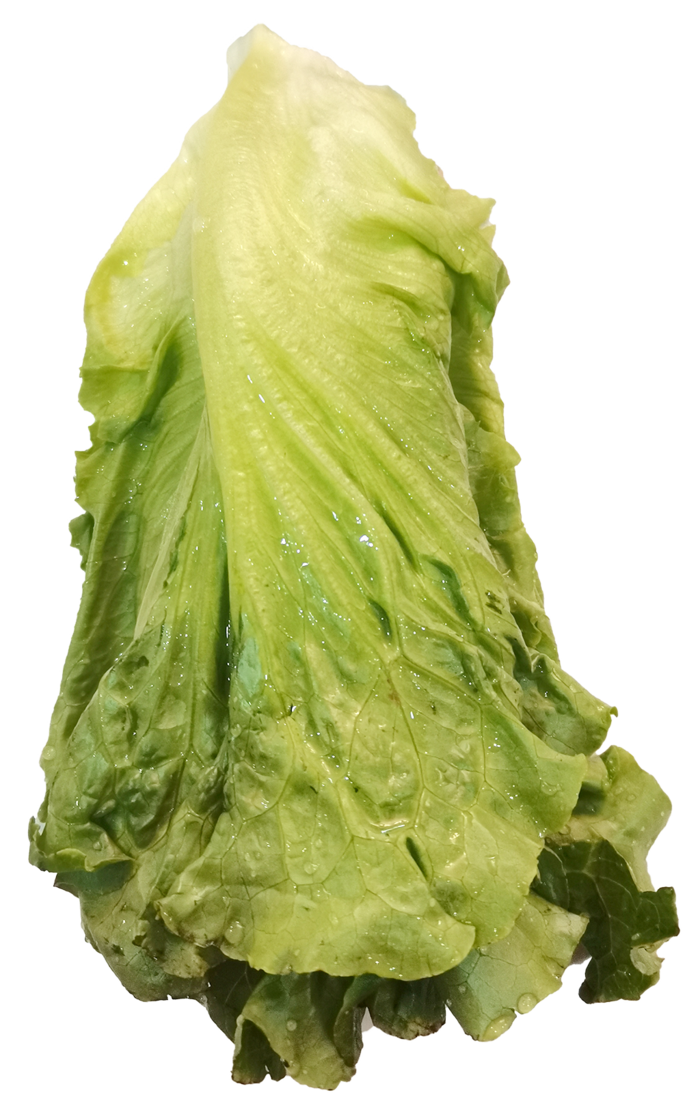生菜切开带叶片免抠元素实物摄影素材