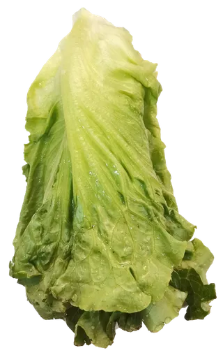 生菜切开带叶片免抠元素实物摄影素材