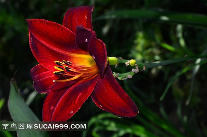 红色百合摄影图片