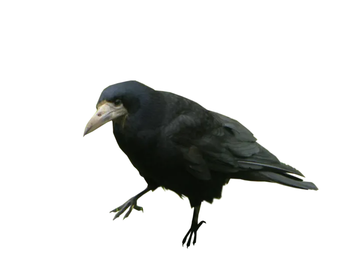 乌鸦动物园动物设计素材森林野生