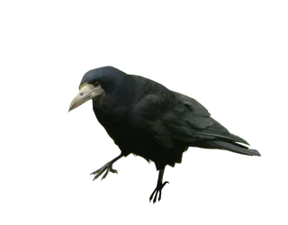 乌鸦动物园动物设计素材森林野生