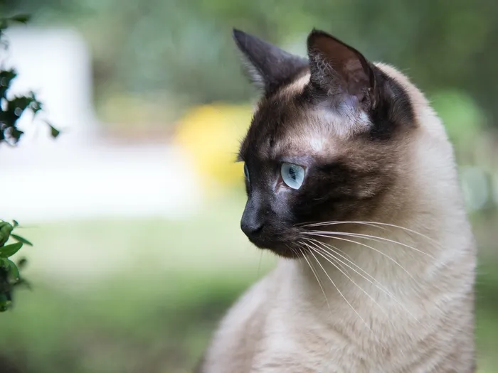 可爱猫咪猫猫摄影素材