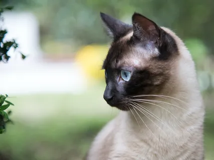 可爱猫咪猫猫摄影素材 可爱猫咪猫猫摄影素材