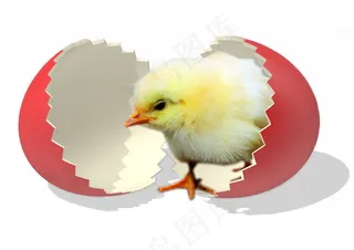 破壳小鸡图片