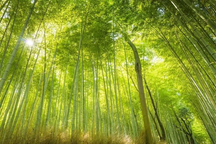 高清唯美竹林风景图片