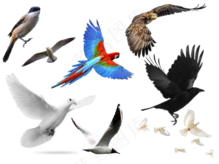 关于鸟的抠图