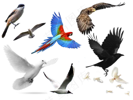 关于鸟的抠图