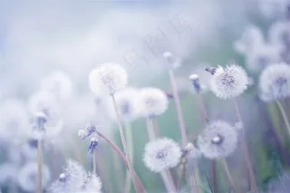 唯美蒲公英鲜花图片
