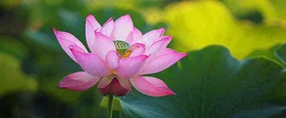 夏天荷塘盛开荷花荷叶绿色清新，夏至立夏大暑小暑处暑摄影图