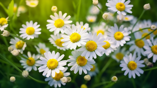 雏菊白色草丛里摄影图