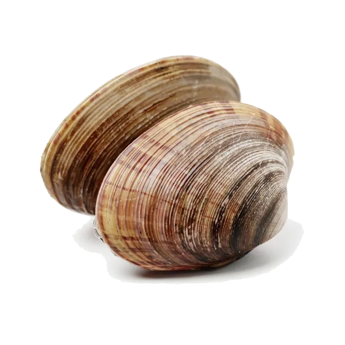 螺贝类带壳类(37)海鲜超市商品红酒白底图免抠实物摄影png格式图片透明底