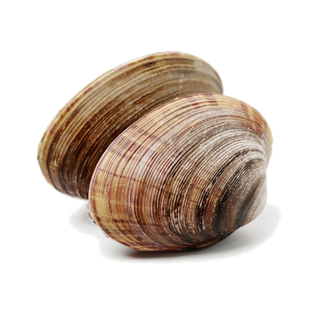 螺贝类带壳类(37)海鲜超市商品红酒白底图免抠实物摄影png格式图片透明底