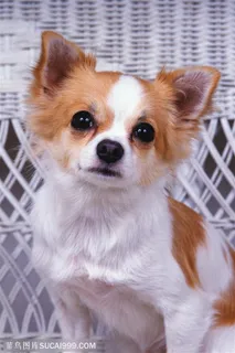 小型犬-张望的可爱小狗