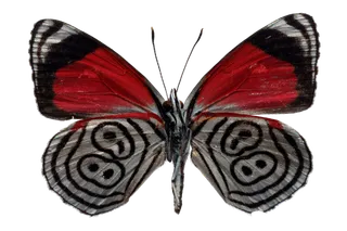 蝴蝶 彩蝶 花蝴蝶 动物 昆虫 免抠 (7)