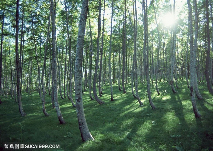 树林风景-阳光透过树林间