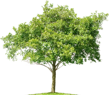 树木树枝树叶免扣素材