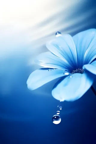 清新露珠蓝白色背景