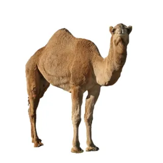 免抠骆驼实物摄影图片