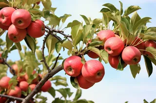 苹果果树树枝摄影图