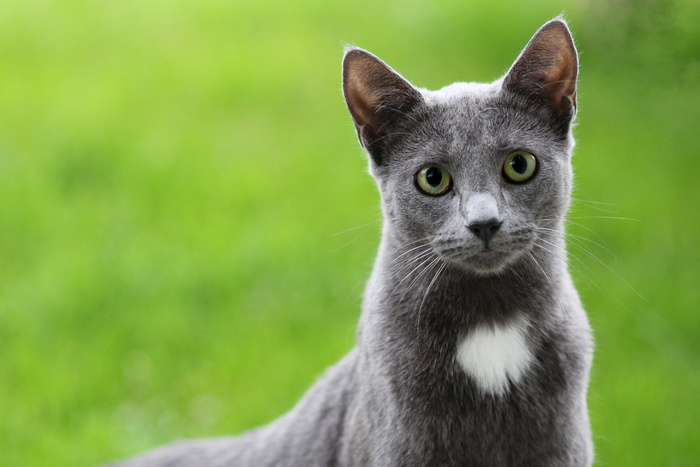 猫流浪猫野猫山猫动物猫仔设计素材小猫