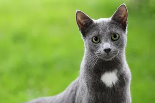 猫流浪猫野猫山猫动物猫仔设计素材小猫
