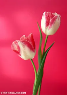 两枝漂亮的双色郁金香图片