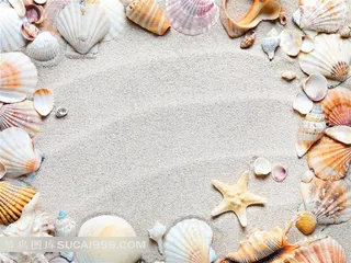 高清沙漠贝壳图片