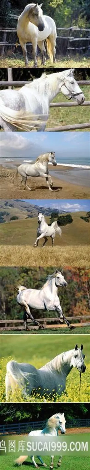 白色骏马特写摄影图片 白色骏马特写摄影图片