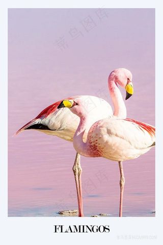 火烈鸟时尚插画