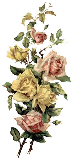 古典花卉png免扣素材 古典花卉png免扣素材