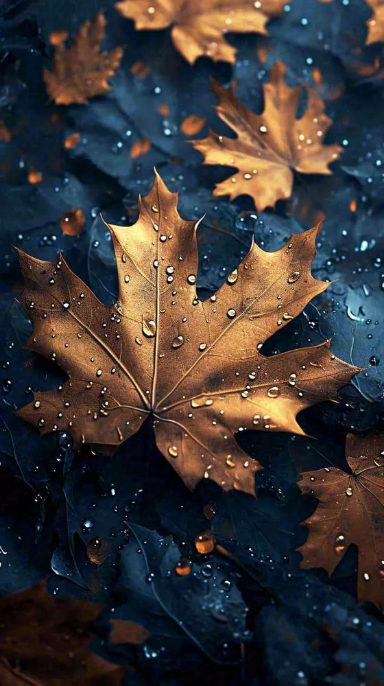 秋天水面水珠落叶黄色秋叶，故事感秋分(816x1456)