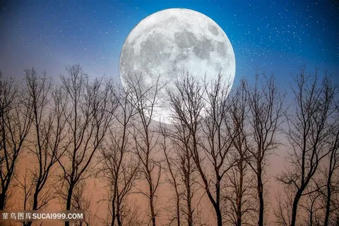 月圆下树林风景图片