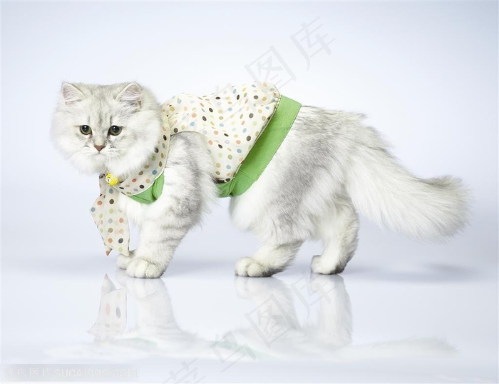 可爱猫咪-穿着衣服的波斯猫