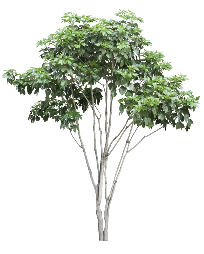 高清树木素材 免抠PSD植物素材 美术绘画园林贴图 树草灌木花草