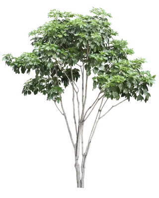 高清树木素材 免抠PSD植物素材 美术绘画园林贴图 树草灌木花草