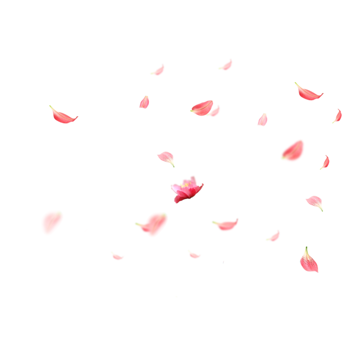 花瓣免抠素材