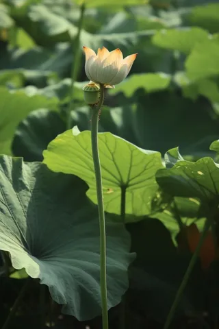 绿色简约节气清新意境背景