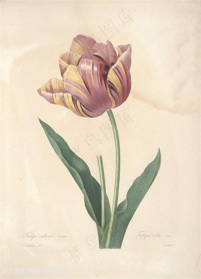 高清唯美雷杜德花朵植物手绘插画图片