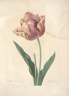 高清唯美雷杜德花朵植物手绘插画图片 高清唯美雷杜德花朵植物手绘插画图片