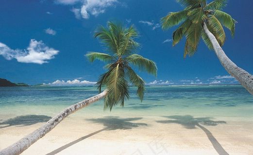 蓝天白云下蓝色海面上的椰树