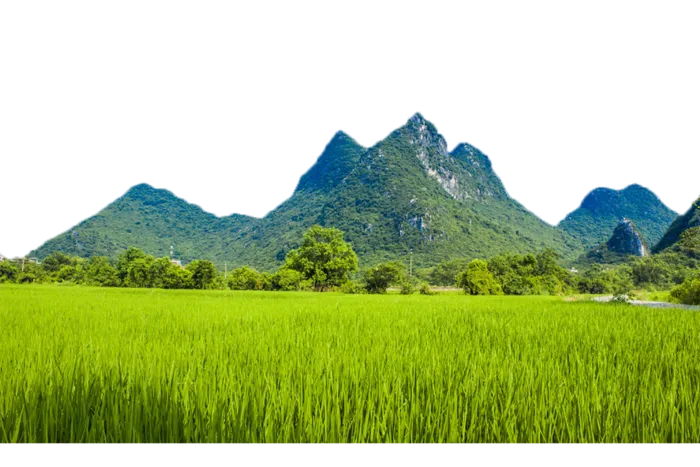 现代农业稻田山