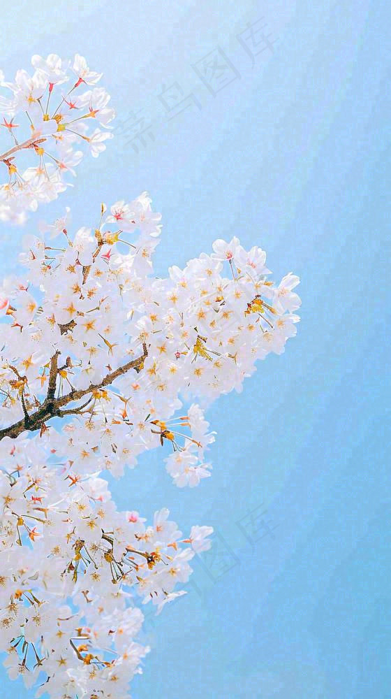 春天开满花朵的树冠仰拍蓝色天空，立春，春分摄影图