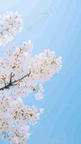 春天开满花朵的树冠仰拍蓝色天空，立春，春分摄影图