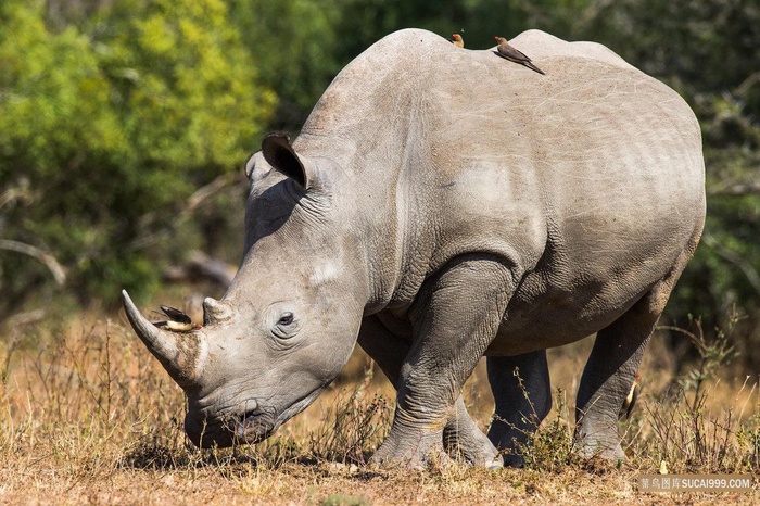 高清犀牛图片