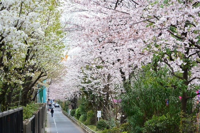 日本樱花风景图片