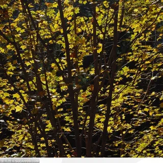 郊野风光-黄色枫树