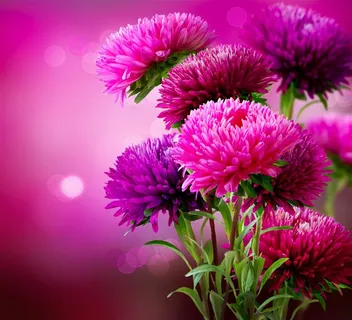 色彩艳丽的鲜花高清图片素材 色彩艳丽的鲜花高清图片素材