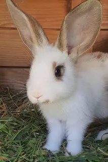 白色可爱兔子摄影素材