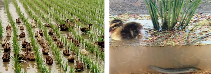 水稻田素材种植业现代农业